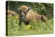 Poland, Bieszczady. Bison Bonasus, European Bison Taking a Rest-David Slater-Premier Image Canvas