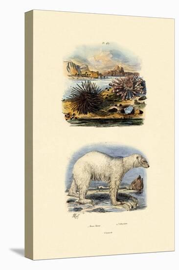 Polar Bear, 1833-39-null-Premier Image Canvas