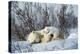 Polar Bear Adult Lying Down with Cubs, Both-null-Premier Image Canvas