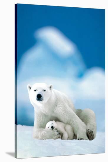 Polar Bear and Baby-null-Stretched Canvas