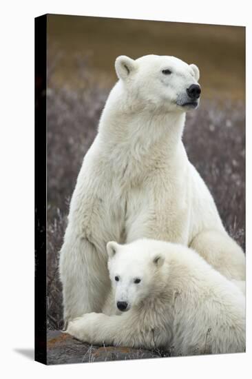 Polar Bear and Cub by Hudson Bay, Manitoba, Canada-Paul Souders-Premier Image Canvas