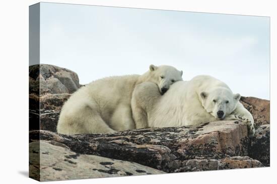 Polar Bear and Cub Resting along Hudson Bay, Nunavut, Canada-Paul Souders-Premier Image Canvas