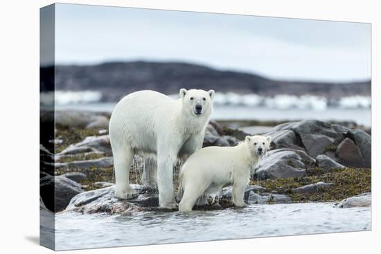 Polar Bear and Cub Walk Along Harbor Islands Shoreline, Hudson Bay, Canada, Nunavut Territory-Paul Souders-Premier Image Canvas