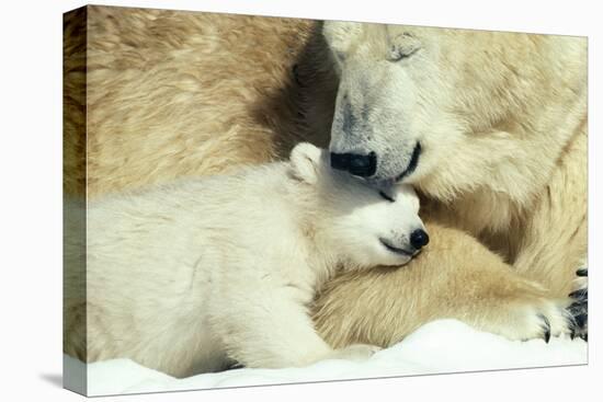 Polar Bear and Cub-null-Premier Image Canvas