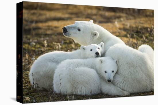 Polar Bear and Cubs by Hudson Bay, Manitoba, Canada-Paul Souders-Premier Image Canvas