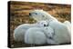 Polar Bear and Cubs by Hudson Bay, Manitoba, Canada-Paul Souders-Premier Image Canvas