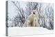 Polar Bear and Cubs X Two Sitting-null-Premier Image Canvas