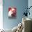 Polar Bear and Flamenco Dancer-null-Stretched Canvas displayed on a wall