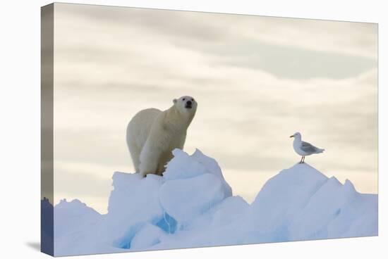 Polar Bear And Seagull-Louise Murray-Premier Image Canvas