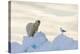 Polar Bear And Seagull-Louise Murray-Premier Image Canvas