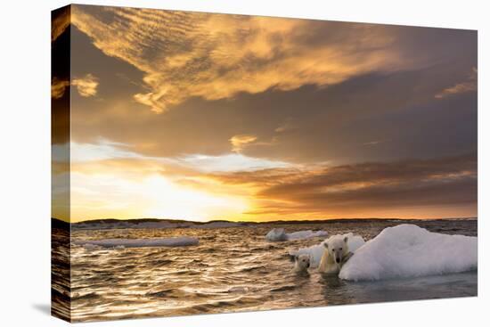 Polar Bear and Young Cub Cling to Melting Sea Ice at Sunset Near Harbor Islands,Canada-Paul Souders-Premier Image Canvas