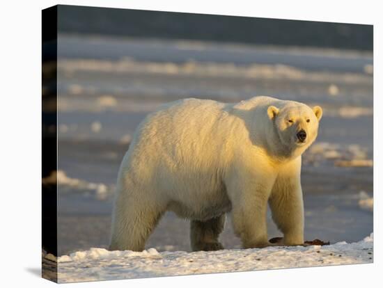 Polar Bear, Arctic National Wildlife Refuge, Alaska, USA-Hugh Rose-Premier Image Canvas