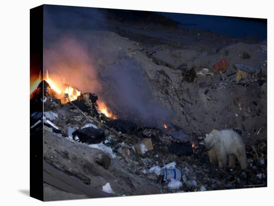Polar Bear at the Dump, Ursus Maritimus, Churchill, Manitoba, Canada-Thorsten Milse-Premier Image Canvas