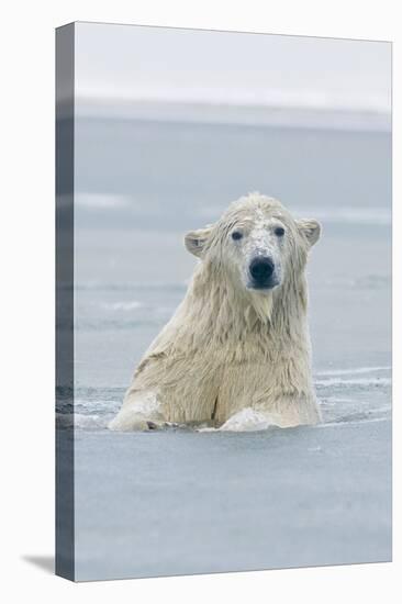 Polar Bear Boar Plays in the Water, Bernard Spit, ANWR, Alaska, USA-Steve Kazlowski-Premier Image Canvas
