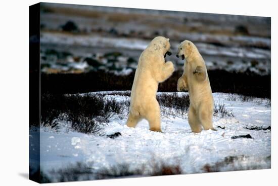 Polar Bear Brawl II-Howard Ruby-Premier Image Canvas