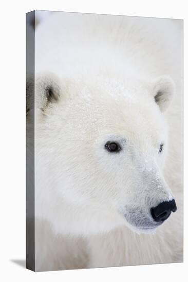 Polar Bear, Churchill, Mb Canada-Richard ans Susan Day-Premier Image Canvas