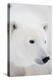 Polar Bear, Churchill, Mb Canada-Richard ans Susan Day-Premier Image Canvas