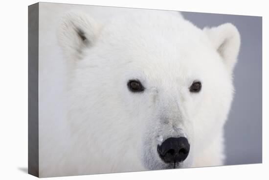 Polar Bear, Churchill, Mb-Richard ans Susan Day-Premier Image Canvas