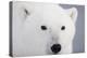 Polar Bear, Churchill, Mb-Richard ans Susan Day-Premier Image Canvas