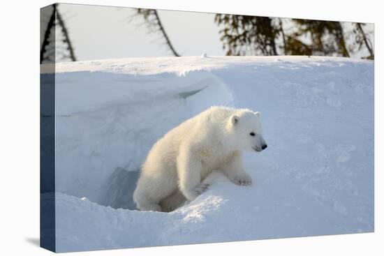 Polar Bear Cub 3 Months (Ursus Maritimus) Playing In The Front Of The Day Den In March-Eric Baccega-Premier Image Canvas