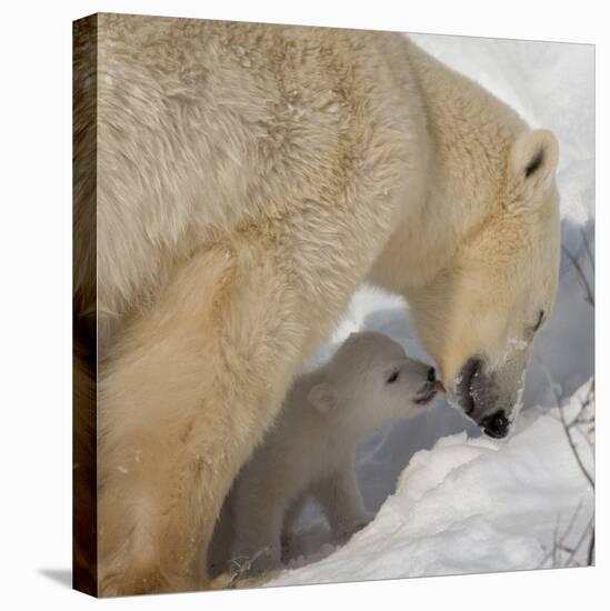 Polar Bear Cub Licking Mama-Howard Ruby-Premier Image Canvas