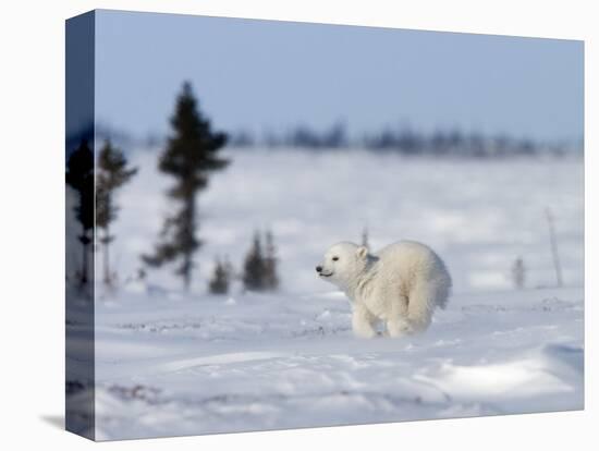 Polar Bear Cub, (Ursus Maritimus), Churchill, Manitoba, Canada-Thorsten Milse-Premier Image Canvas