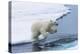 Polar bear cub (Ursus maritimus) jumping over the water, Spitsbergen Island, Svalbard archipelago, -G&M Therin-Weise-Premier Image Canvas