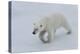 Polar bear cub (Ursus maritimus) walking on a melting ice floe, Spitsbergen Island, Svalbard archip-G&M Therin-Weise-Premier Image Canvas