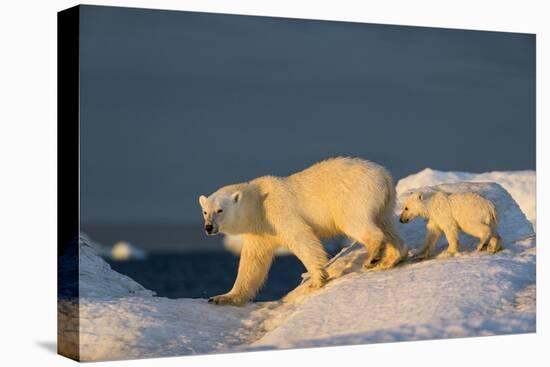 Polar Bear Cub Walking with Mother across Sea Ice Near Harbor Islands,Canada-Paul Souders-Premier Image Canvas