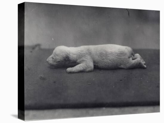 Polar Bear Cub with Eyes Not Yet Open, Lying on a Blanket at London Zoo, January 1920-Frederick William Bond-Premier Image Canvas