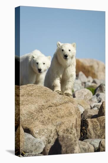 Polar Bear Cubs, Hudson Bay, Manitoba, Canada-Paul Souders-Premier Image Canvas