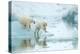 Polar bear cubs playing, leaping across sea ice, reflected in water-Danny Green-Premier Image Canvas