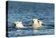 Polar Bear Cubs Swimming, Hudson Bay, Nunavut, Canada-Paul Souders-Premier Image Canvas