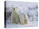 Polar Bear Cubs (Ursus Maritimus), Churchill, Hudson Bay, Manitoba, Canada-Thorsten Milse-Premier Image Canvas