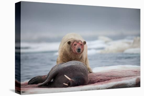 Polar Bear Feeding on Walrus, Hudson Bay, Nunavut, Canada-Paul Souders-Premier Image Canvas