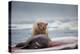 Polar Bear Feeding on Walrus, Hudson Bay, Nunavut, Canada-Paul Souders-Premier Image Canvas