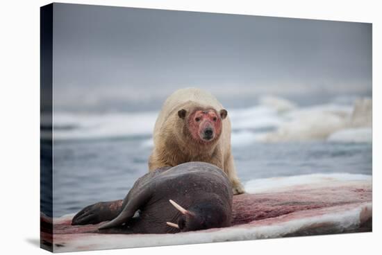 Polar Bear Feeding on Walrus, Hudson Bay, Nunavut, Canada-Paul Souders-Premier Image Canvas