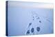 Polar Bear Footprints in the Snow, Bernard Spit, ANWR, Alaska, USA-Steve Kazlowski-Premier Image Canvas