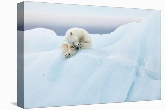 Polar Bear Grooming-Joan Gil Raga-Premier Image Canvas