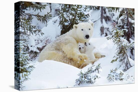 Polar Bear Huddled in Snow, with Two Cubs-null-Premier Image Canvas