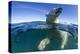 Polar Bear, Hudson Bay, Nunavut, Canada-Paul Souders-Premier Image Canvas