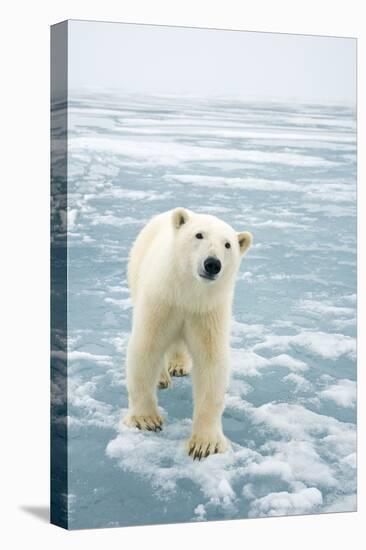 Polar Bear in Search of Seals, Spitsbergen, Svalbard, Norway-Steve Kazlowski-Premier Image Canvas