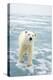 Polar Bear in Search of Seals, Spitsbergen, Svalbard, Norway-Steve Kazlowski-Premier Image Canvas