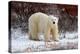 Polar Bear in the Brush-Howard Ruby-Premier Image Canvas