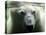 Polar Bear is Pictured under Water at the Zoo in Gelsenkirchen-null-Premier Image Canvas