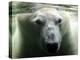 Polar Bear is Pictured under Water at the Zoo in Gelsenkirchen-null-Premier Image Canvas