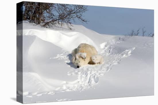 Polar Bear Love-Howard Ruby-Premier Image Canvas