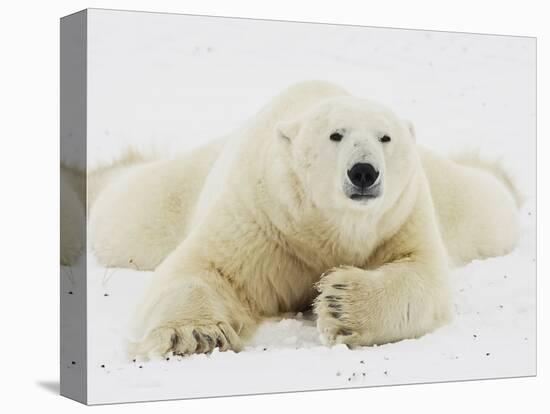 Polar bear lying in snow-John Conrad-Premier Image Canvas