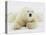 Polar bear lying in snow-John Conrad-Premier Image Canvas