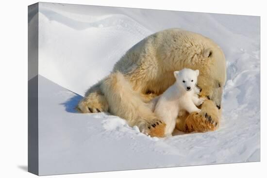 Polar Bear Mom an Cub-Howard Ruby-Premier Image Canvas